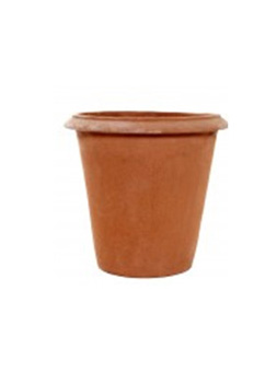 Plain Camelia - Terracotta Pot